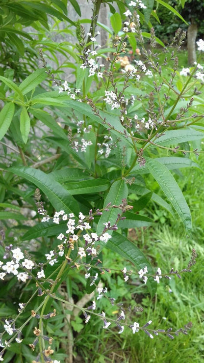 Bahçevilya Limon Melisa Aloysia Triphylla  1-2 yaş arası