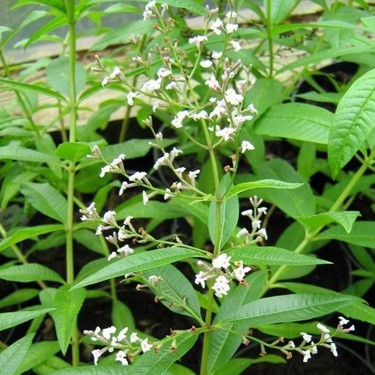 Bahçevilya Limon Melisa Aloysia Triphylla  1-2 yaş arası
