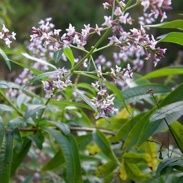 Bahçevilya Limon Melisa Aloysia Triphylla  1-2 yaş arası