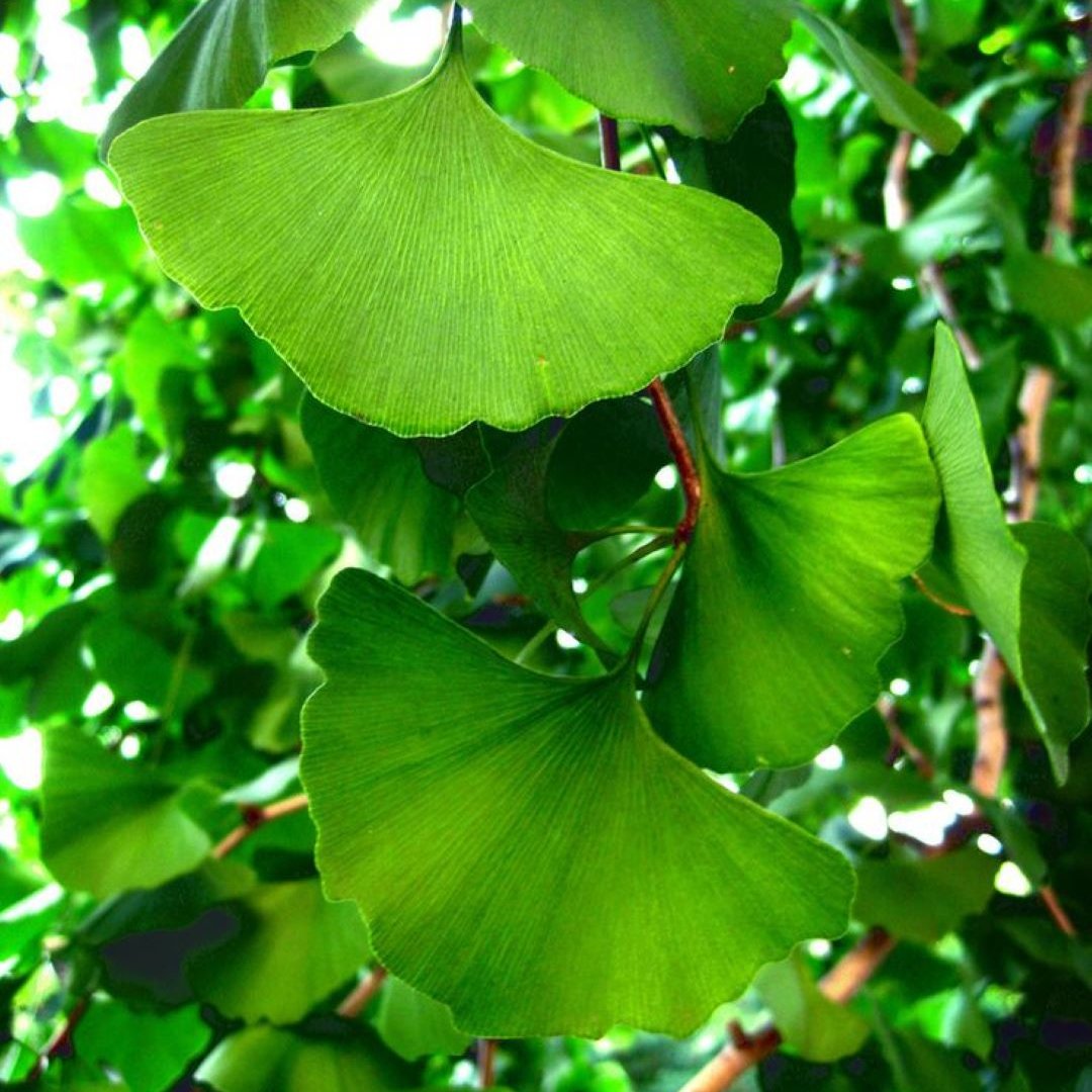 Bahçevilya  Mabet Ağacı (Ginkgo biloba) Fidanı  1-2 yaş arası tüplü saksılı - Bahçevilya 