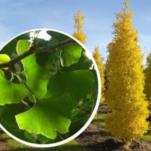 Bahçevilya  Mabet Ağacı (Ginkgo biloba) Fidanı  1-2 yaş arası tüplü saksılı - Bahçevilya 