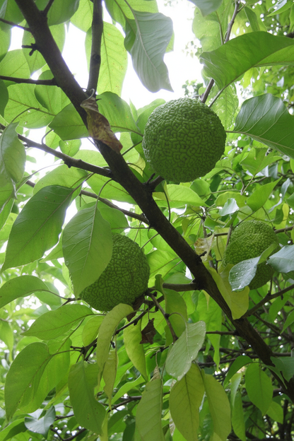 Maclura Pomifera - Dallarda Meyveler