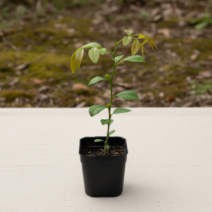 Maclura Pomifera Fidan - Saksıda