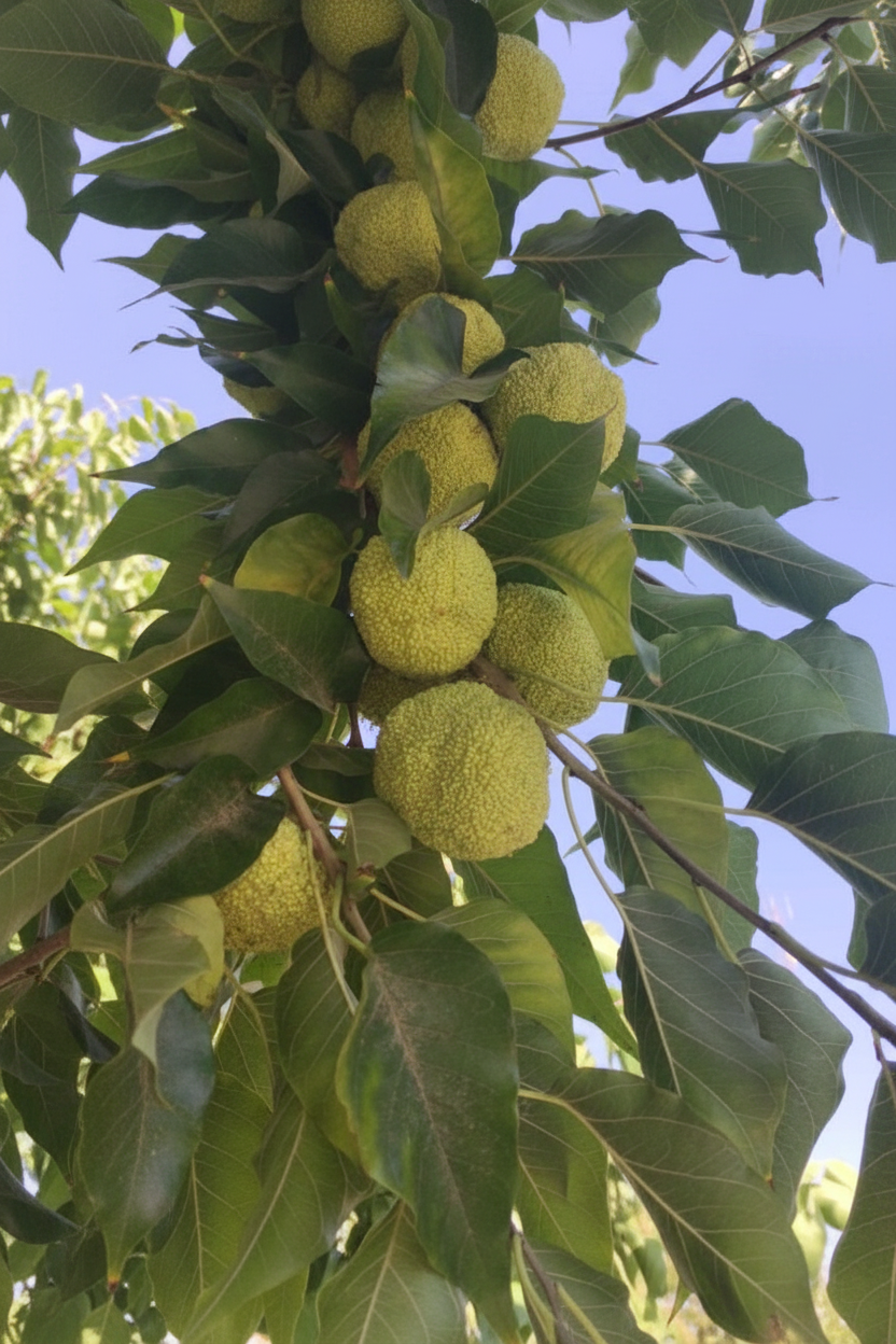Maclura Pomifera - Salkım Meyveler
