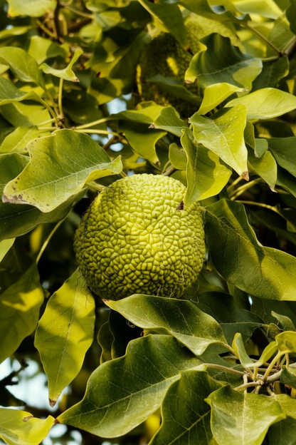 Maclura Pomifera - Yakın Çekim