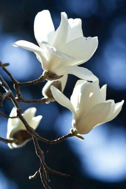 Bahçevilya Saksılı Beyaz Manolya Fidanı (Magnolia grandiflora) 1-2 yaş arası saksılı - Bahçevilya 