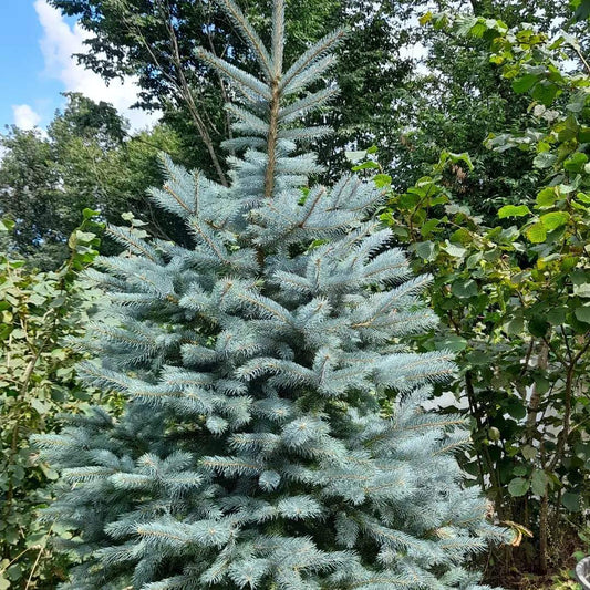 Bahçevilya 3 Adet Mavi Çam Fidanı 35-45 Cm (tüplü) - Bahçevilya 