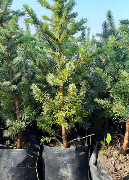 Bahçevilya 2 Adet Mavi Çam Fidanı 35-45 Cm (tüplü) 2-3 yaş arası - Bahçevilya 