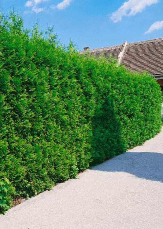 Bahçevilya  Thuja (Çit Mazı) Fidanı  20-40 cm Boylarda 1-2 yaş arası tüplü - Bahçevilya 
