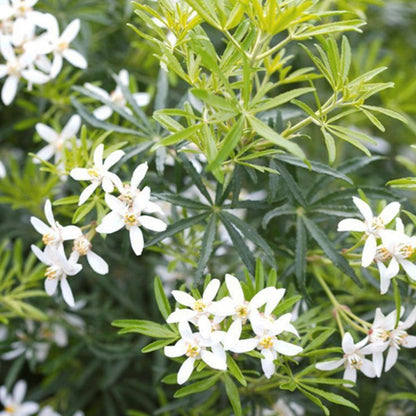 Meksika Portakal Çiçeği beyaz 1 - 2 yaş arası saksılı - Bahçevilya