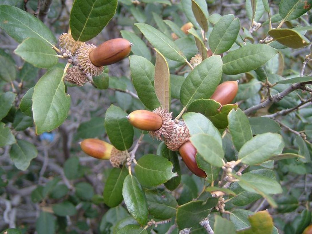 Meşe Palamut Fidanı 1 Adet (20 - 30 Cm Boylarında) - Bahçevilya