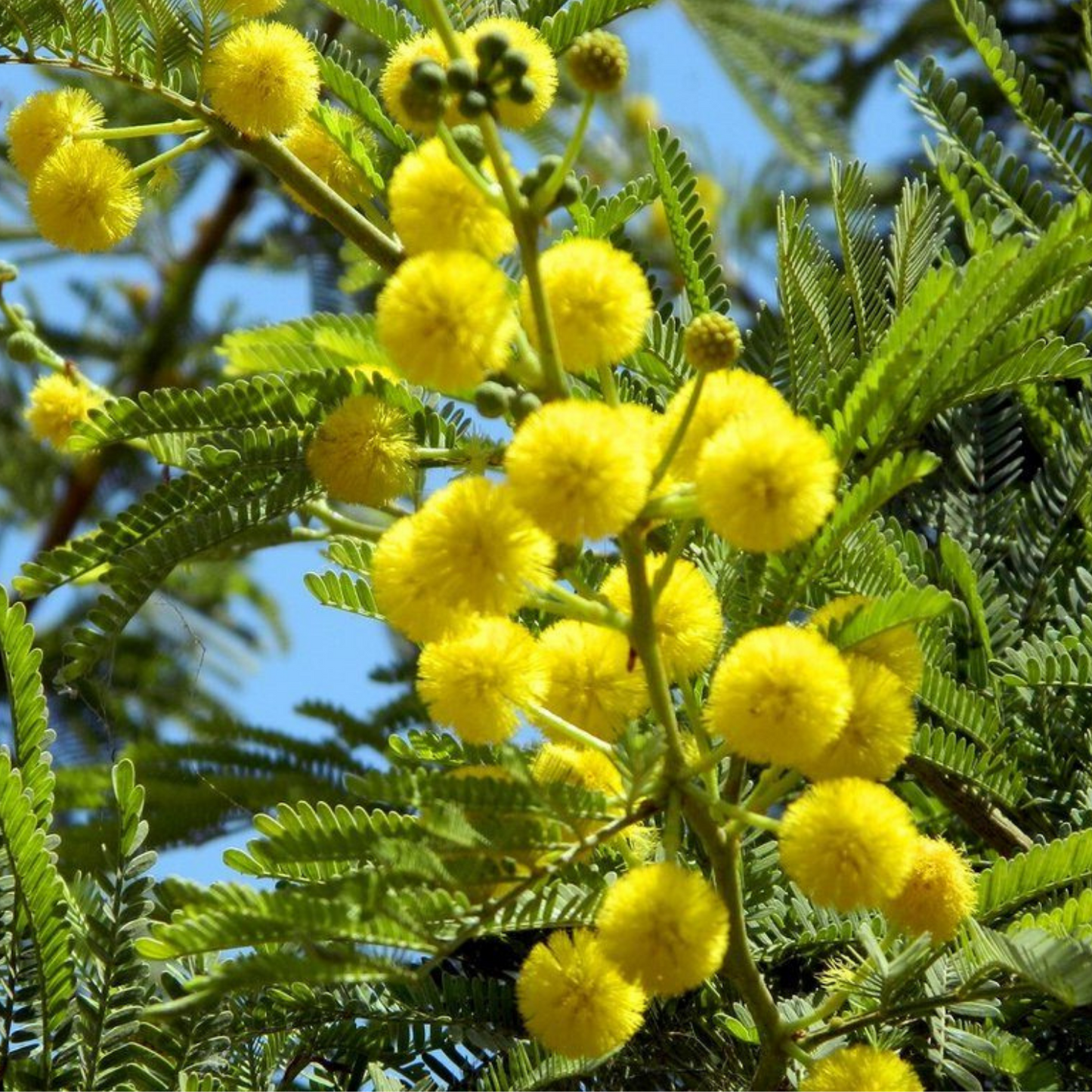 Bahçevilya  Mimoza Çiçeği (Acacia dealbata) Fidanı 1-2 yaş arası tüplü - Bahçevilya 