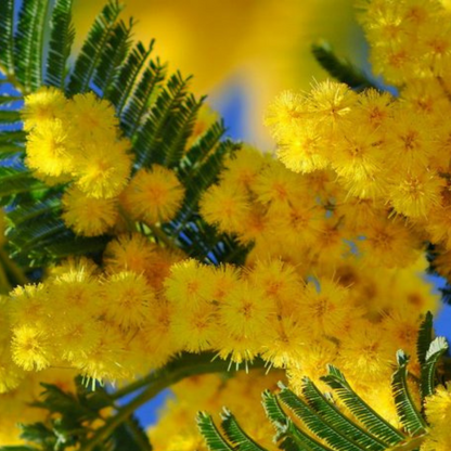 Bahçevilya  Mimoza Çiçeği (Acacia dealbata) Fidanı 1-2 yaş arası tüplü - Bahçevilya 