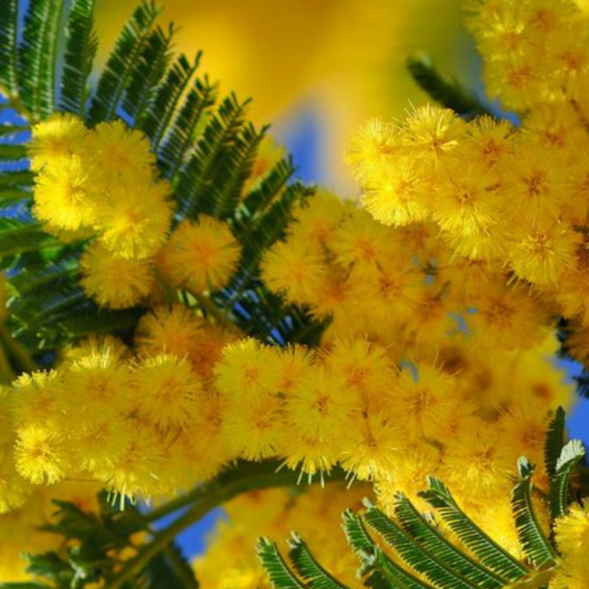 Bahçevilya  Mimoza Çiçeği (Acacia dealbata) Fidanı 1-2 yaş arası tüplü - Bahçevilya 
