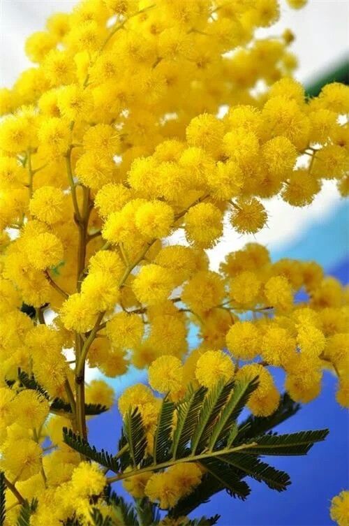 Bahçevilya  Mimoza Çiçeği (Acacia dealbata) Fidanı 1-2 yaş arası tüplü - Bahçevilya 