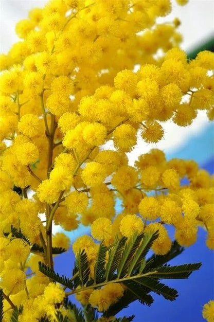 Bahçevilya  Mimoza Çiçeği (Acacia dealbata) Fidanı 1-2 yaş arası tüplü - Bahçevilya 