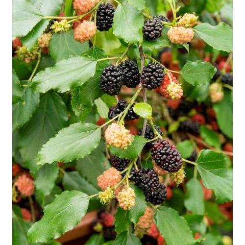 Mojo berry siyah bodur dut fidanı 1 - 2 yaş - Bahçevilya