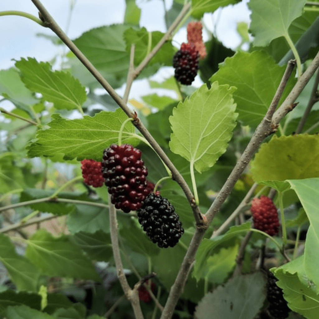 Mojo berry siyah bodur dut fidanı 1 - 2 yaş - Bahçevilya
