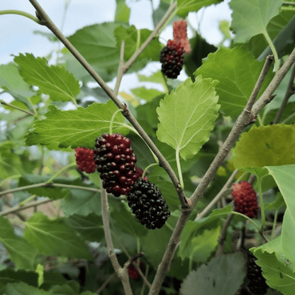 Mojo berry siyah bodur dut fidanı 1 - 2 yaş - Bahçevilya