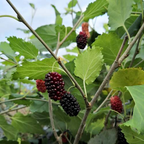 Mojo berry siyah bodur dut fidanı 1 - 2 yaş - Bahçevilya