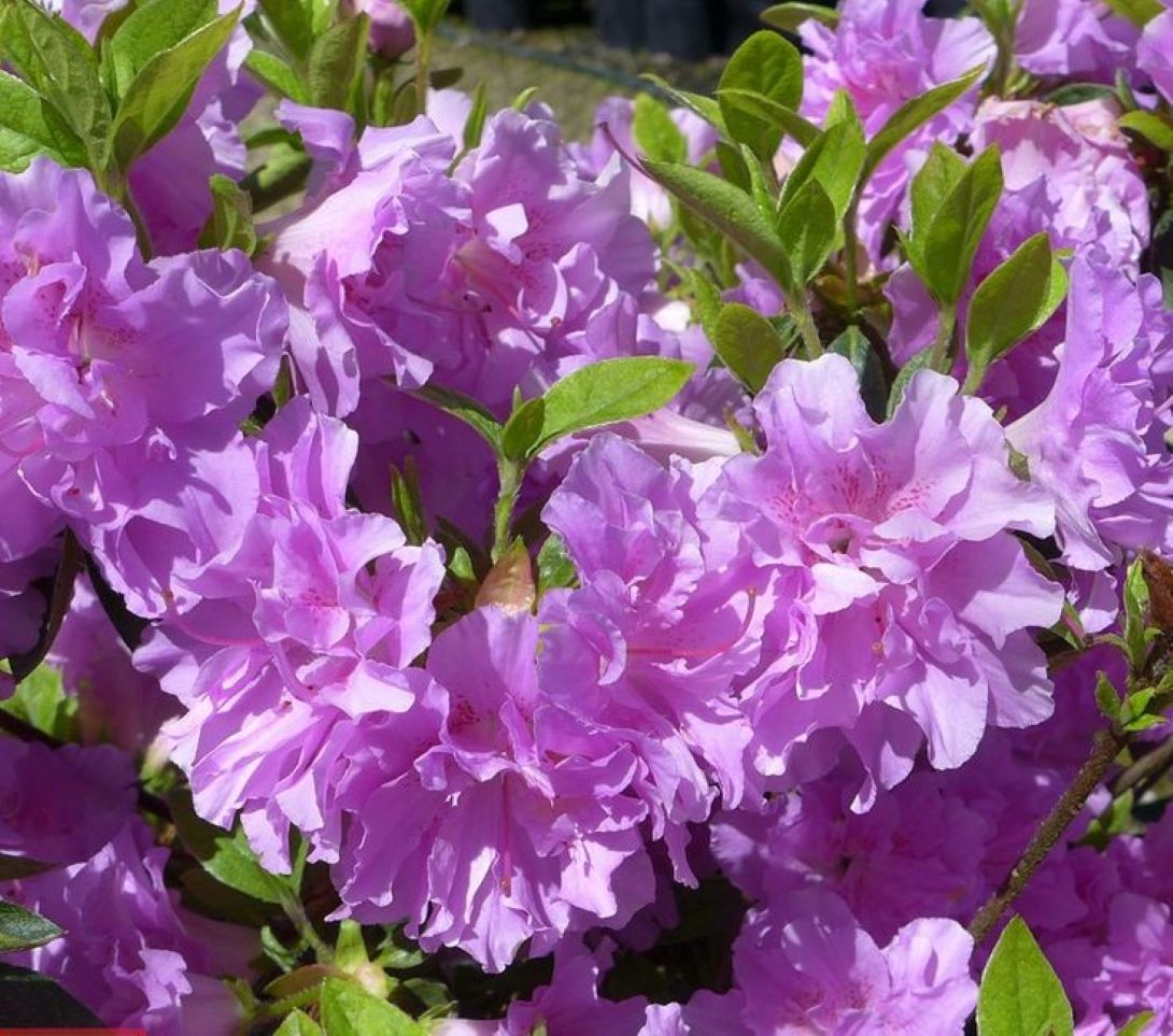 Mor Çiçekli Açelya [Elsie Lee] fidanı 1 - 2 yaş arası saksılı - Bahçevilya