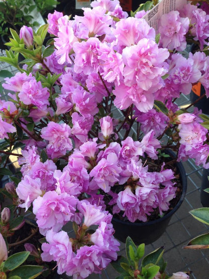 Mor Çiçekli Açelya [Elsie Lee] fidanı 1 - 2 yaş arası saksılı - Bahçevilya