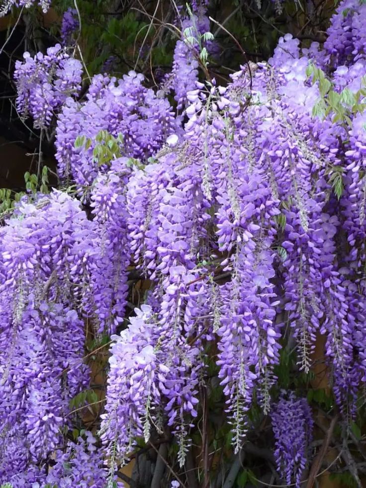Bahçevilya Mor Salkım (Wisteria sinensis) Fidanı 1-2 yaş arası tüplü - Bahçevilya 