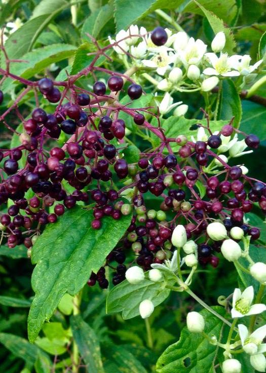 Bahçevilya Kara Mürver Fidanı (Sambucus nigra) 1-2  Yaş arası tüplü - Bahçevilya 