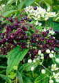 Bahçevilya Kara Mürver Fidanı (Sambucus nigra) 1-2  Yaş arası tüplü - Bahçevilya 