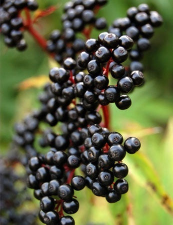 Bahçevilya Kara Mürver Fidanı (Sambucus nigra) 1-2  Yaş arası tüplü - Bahçevilya 