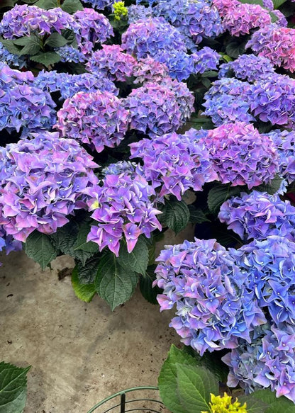 Bahçevilya Ortanca (Hydrangea) Fidanı 2 Yaşında Tüplü - Bahçevilya 