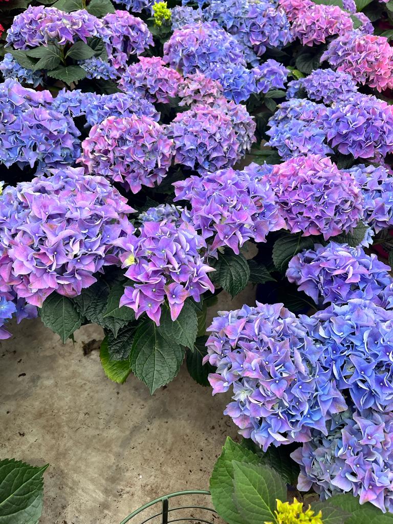 Bahçevilya 4 Adet  Tüplü Ortanca Hydrangea macrophylla Fidanı 1-2 yaş arası - Bahçevilya 