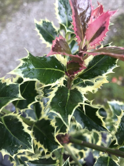 Bahçevilya Alacalı Çoban Püskülü (Ilex aquifolium)1-2 yaş arası saksılı - Bahçevilya 