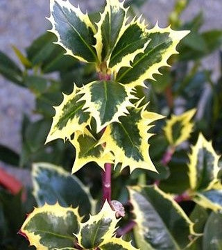 Bahçevilya Alacalı Çoban Püskülü (Ilex aquifolium)1-2 yaş arası saksılı - Bahçevilya 