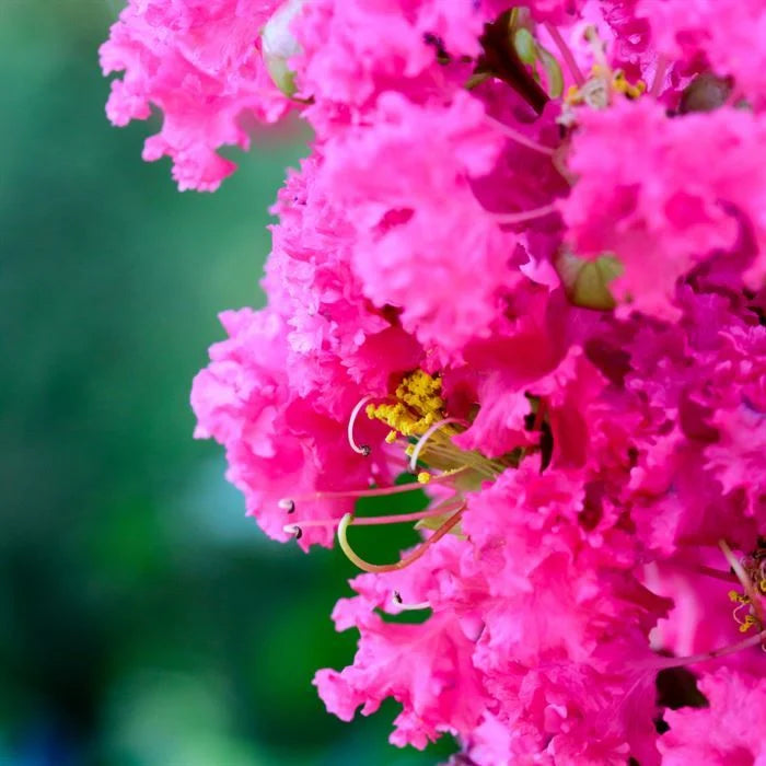 Bahçevilya Pembe Oya Ağacı (Lagerstroemia indica) Fidanı 1-2 Yaş arası tüplü - Bahçevilya 