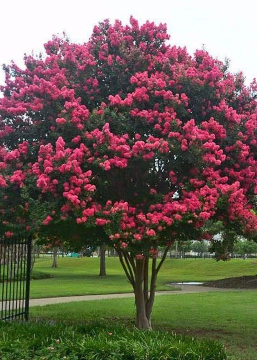 Bahçevilya Pembe Oya Ağacı (Lagerstroemia indica) Fidanı 1-2 Yaş arası tüplü - Bahçevilya 