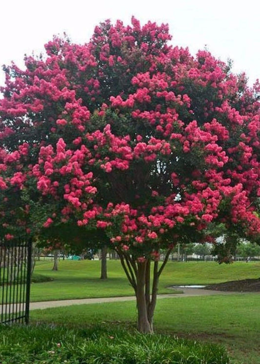 Bahçevilya Pembe Oya Ağacı (Lagerstroemia indica) Fidanı 1-2 Yaş arası tüplü - Bahçevilya 