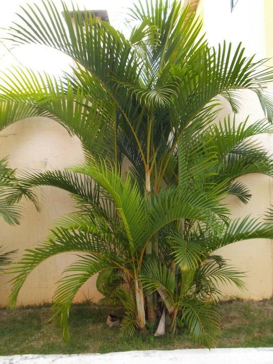 Bahçevilya Palmiye fidanı 50-70 cm   1-2 yaş arası tüplü - Bahçevilya 