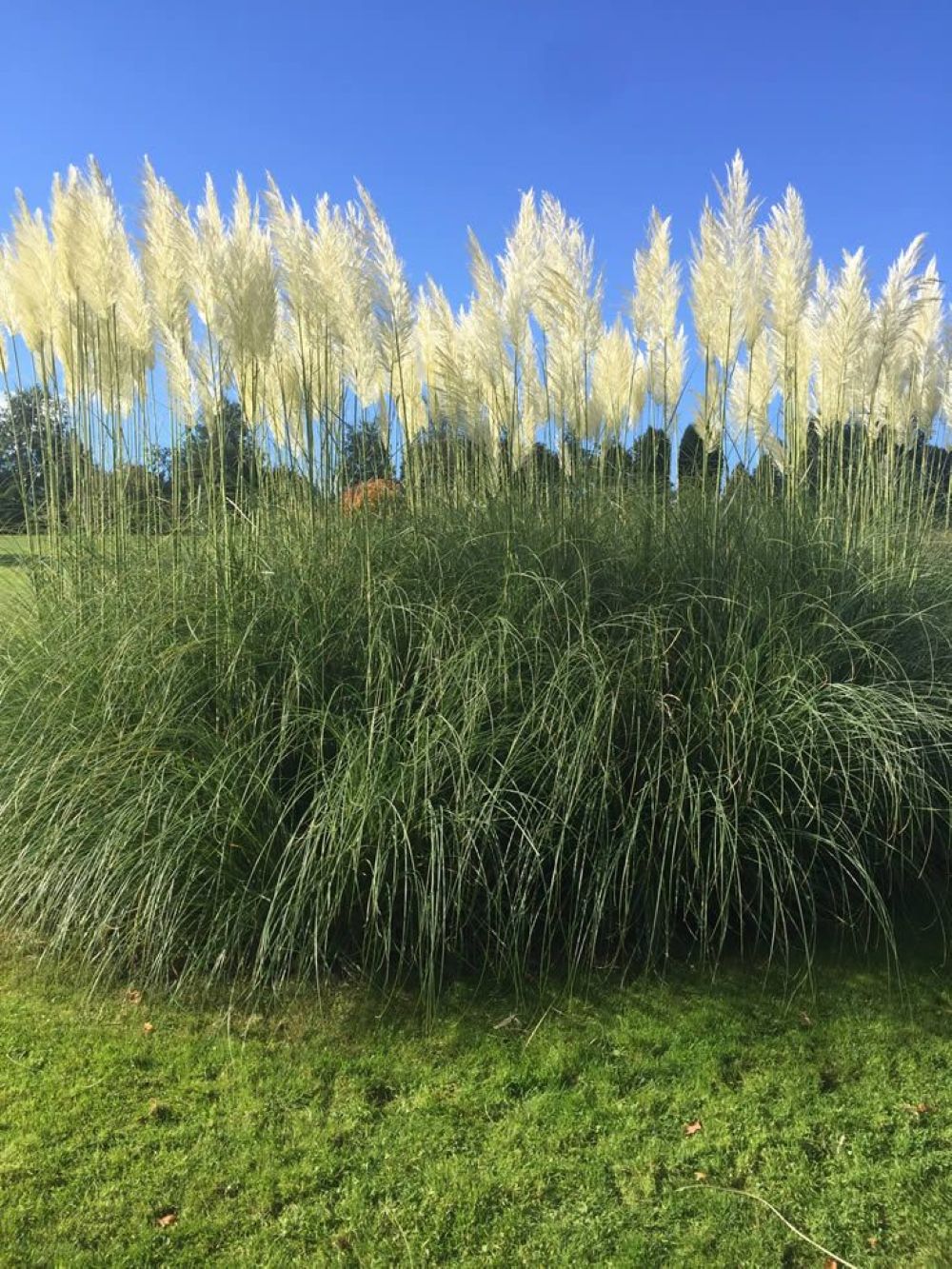 Beyaz Püsküllü Pampas Otu Fidanı 1-2 Yaş Tüplü