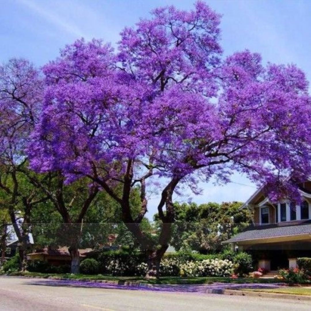 Paulownia Çin Kavağı Fidanı - Bahçenize Hızla Büyüyen Yeşil Dokunuş 2 yaş saksılı - Bahçevilya