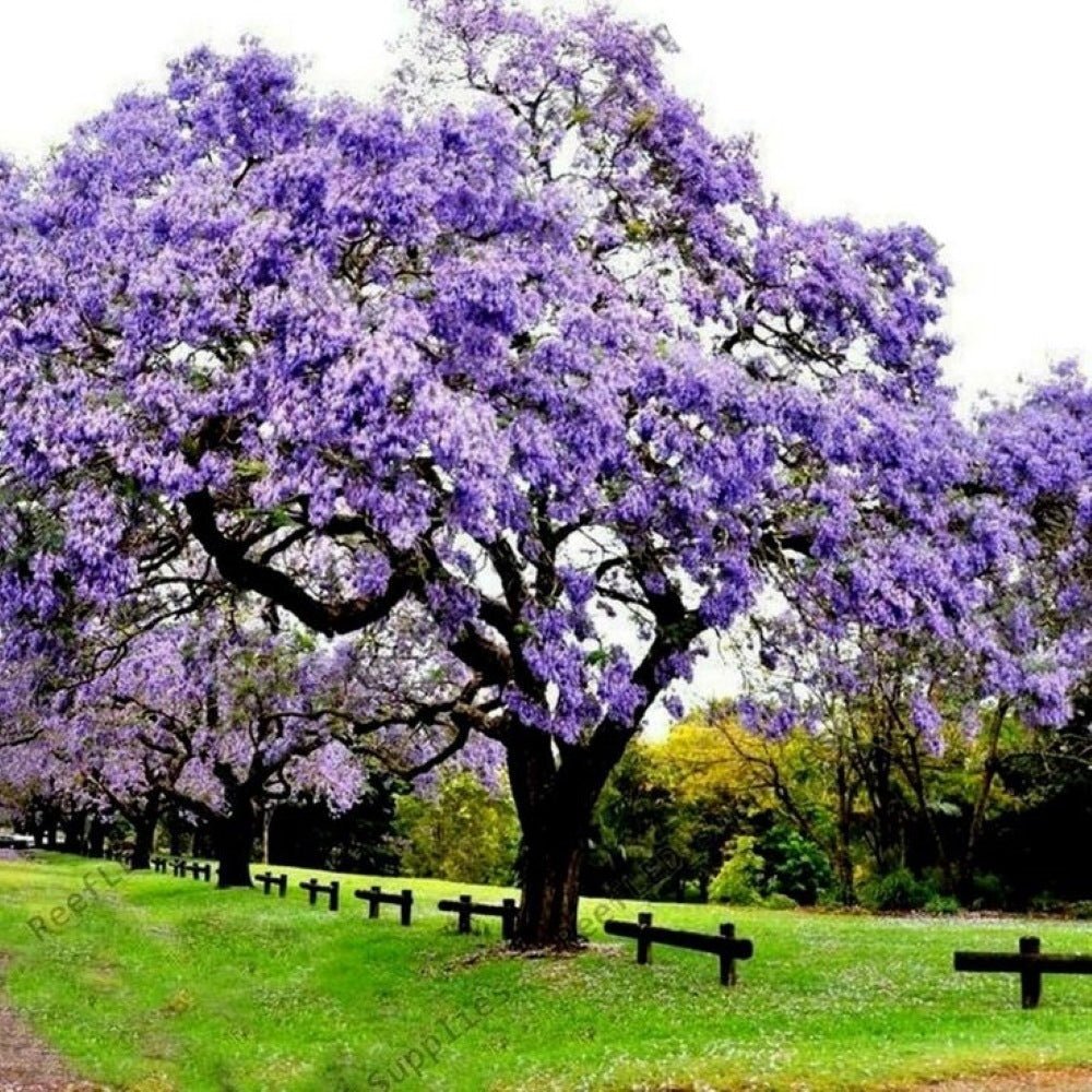 Paulownia Çin Kavağı Fidanı - Bahçenize Hızla Büyüyen Yeşil Dokunuş 2 yaş saksılı - Bahçevilya