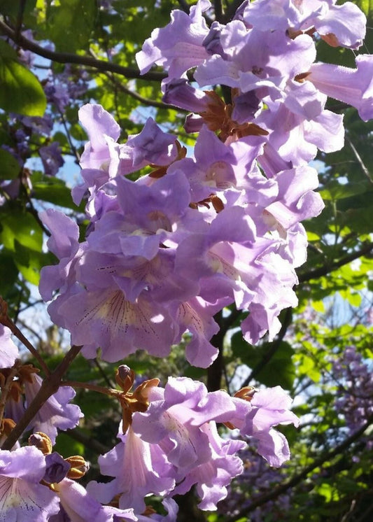 Bahçevilya 1-2 Yaş arası Tüplü Paulownia (Çin Kavağı) Fidanı - 20-40 cm Hızlı Büyüyen Dayanıklı Fidan - Bahçevilya 