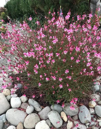 Pembe Çiçekli Gaura Fidanı (Gaura lindheimeri) - Zarif ve Uzun Ömürlü 2 Yaşında Tüplü - Bahçevilya