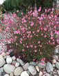 Pembe Çiçekli Gaura Fidanı (Gaura lindheimeri) - Zarif ve Uzun Ömürlü 2 Yaşında Tüplü - Bahçevilya