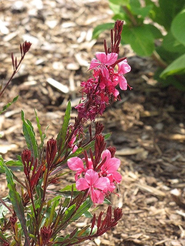 Pembe Çiçekli Gaura Fidanı (Gaura lindheimeri) - Zarif ve Uzun Ömürlü 2 Yaşında Tüplü - Bahçevilya