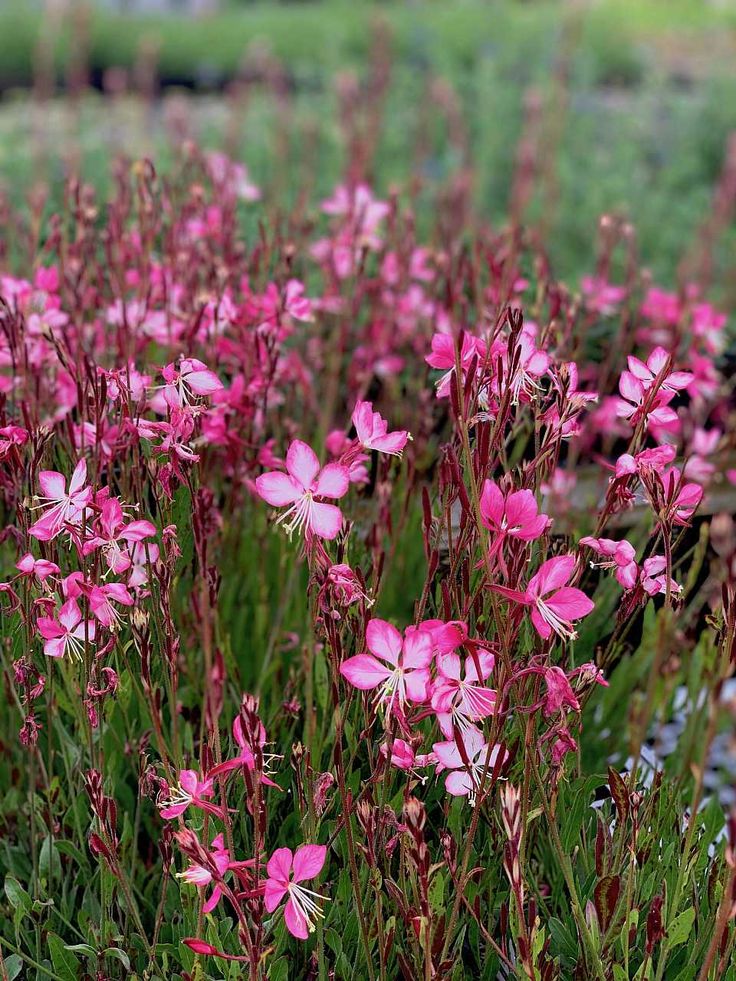 Pembe Çiçekli Gaura Fidanı (Gaura lindheimeri) - Zarif ve Uzun Ömürlü 2 Yaşında Tüplü - Bahçevilya