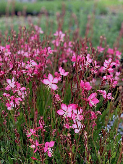 Pembe Çiçekli Gaura Fidanı (Gaura lindheimeri) - Zarif ve Uzun Ömürlü 2 Yaşında Tüplü - Bahçevilya