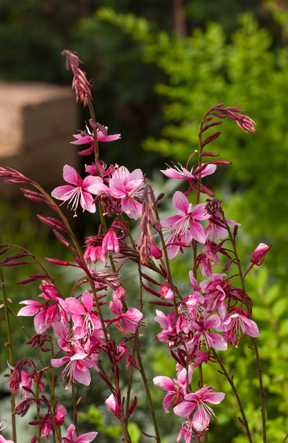Pembe Çiçekli Gaura Fidanı (Gaura lindheimeri) - Zarif ve Uzun Ömürlü 2 Yaşında Tüplü - Bahçevilya