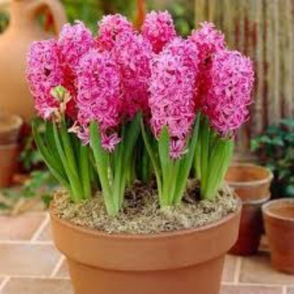 Bahçevilya Pink Pearl Pembe Sümbül Soğanı – 5 Adet