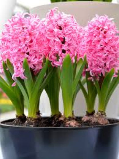 Bahçevilya Pink Pearl Pembe Sümbül Soğanı – 5 Adet